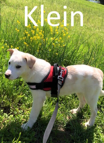 Stone County Humane Society